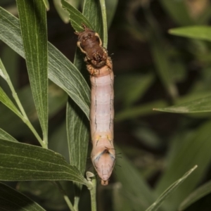 Neola semiaurata at Acton, ACT - 8 Feb 2019