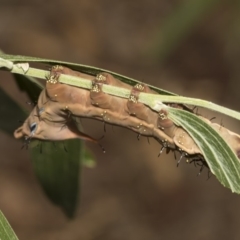 Neola semiaurata at Acton, ACT - 8 Feb 2019