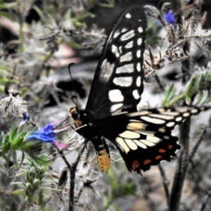 Papilio anactus at Symonston, ACT - 8 Feb 2019 01:14 PM