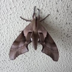 Coequosa australasiae (Double Headed Hawk Moth) at Tura Beach, NSW - 8 Feb 2019 by hynesker1234