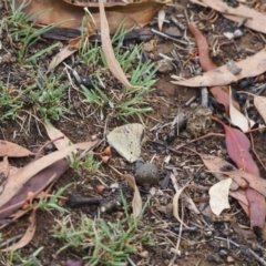 Junonia villida (Meadow Argus) at Ainslie, ACT - 28 Jan 2019 by ellerykr