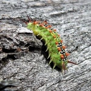 Doratifera quadriguttata and casta at Garran, ACT - 8 Feb 2019