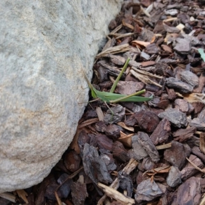 Acrida conica (Giant green slantface) at Canberra, ACT - 6 Feb 2019 by ellerykr