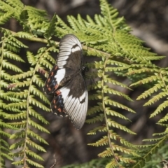 Papilio aegeus (Orchard Swallowtail, Large Citrus Butterfly) at Acton, ACT - 7 Feb 2019 by AlisonMilton