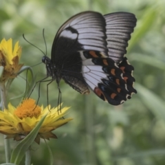 Papilio aegeus at Acton, ACT - 8 Feb 2019 10:11 AM