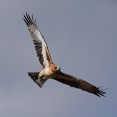 Hieraaetus morphnoides (Little Eagle) at Pialligo, ACT - 24 May 2018 by millsse