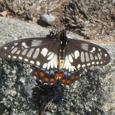 Papilio anactus (Dainty Swallowtail) at Theodore, ACT - 7 Feb 2019 by owenh