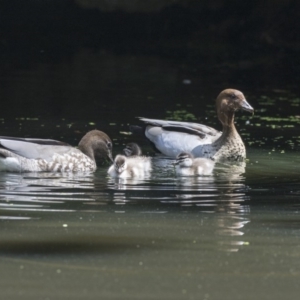 Chenonetta jubata at Acton, ACT - 8 Feb 2019