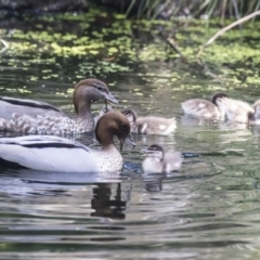 Chenonetta jubata at Acton, ACT - 8 Feb 2019 11:02 AM