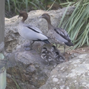 Chenonetta jubata at Acton, ACT - 8 Feb 2019 11:02 AM