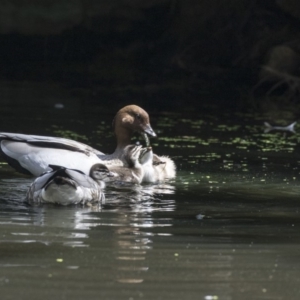 Chenonetta jubata at Acton, ACT - 8 Feb 2019 11:02 AM