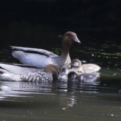 Chenonetta jubata at Acton, ACT - 8 Feb 2019