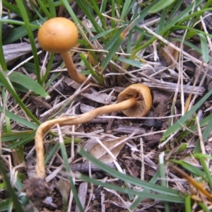 zz agaric (stem; gills not white/cream) at Dunlop, ACT - 7 Feb 2019 06:27 AM