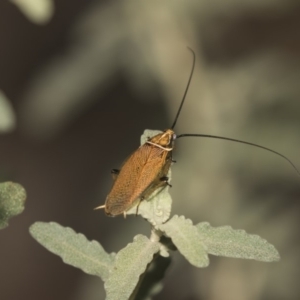 Ellipsidion sp. (genus) at Acton, ACT - 8 Feb 2019 08:01 AM