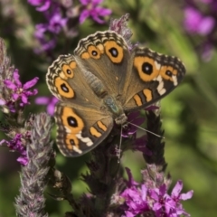 Junonia villida (Meadow Argus) at Acton, ACT - 7 Feb 2019 by Alison Milton