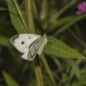 Pieris rapae at Acton, ACT - 8 Feb 2019