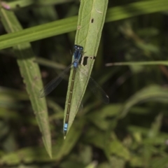 Ischnura heterosticta (Common Bluetail Damselfly) at Acton, ACT - 7 Feb 2019 by Alison Milton