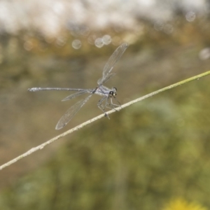 Austroargiolestes icteromelas at Acton, ACT - 8 Feb 2019