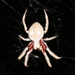 Socca pustulosa (Knobbled Orbweaver) at Ainslie, ACT - 6 Feb 2019 by jb2602