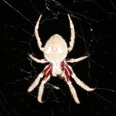 Socca pustulosa (Knobbled Orbweaver) at Mount Ainslie - 6 Feb 2019 by jb2602