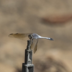 Orthetrum caledonicum (Blue Skimmer) at Acton, ACT - 7 Feb 2019 by Alison Milton