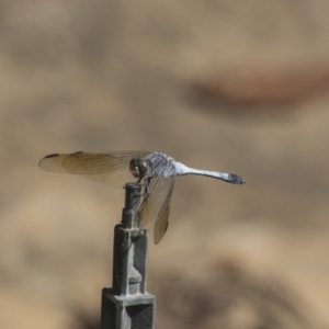 Orthetrum caledonicum at Acton, ACT - 8 Feb 2019