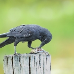 Corvus mellori (Little Raven) at Wallagoot, NSW - 8 Feb 2019 by Leo
