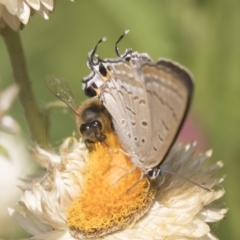 Jalmenus ictinus (Stencilled Hairstreak) at Acton, ACT - 7 Feb 2019 by Alison Milton