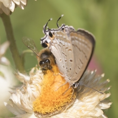 Jalmenus ictinus (Stencilled Hairstreak) at Acton, ACT - 8 Feb 2019 by Alison Milton