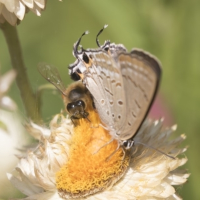 Jalmenus ictinus (Stencilled Hairstreak) at Acton, ACT - 7 Feb 2019 by Alison Milton