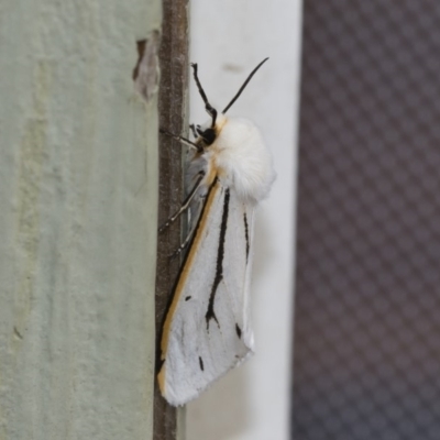 Aloa marginata (Donovan's Tiger Moth) at Michelago, NSW - 2 Feb 2019 by Illilanga