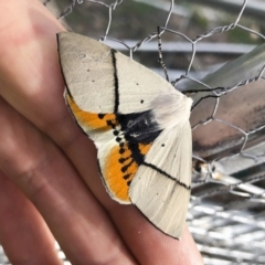 Gastrophora henricaria (Fallen-bark Looper, Beautiful Leaf Moth) at Michelago, NSW - 2 Jan 2019 by Illilanga