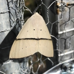 Gastrophora henricaria at Michelago, NSW - 3 Jan 2019