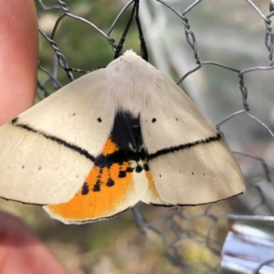 Gastrophora henricaria at Michelago, NSW - 3 Jan 2019 08:46 AM