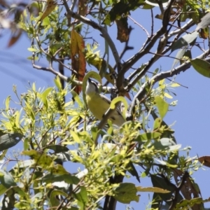 Gerygone olivacea at Michelago, NSW - 12 Jan 2019 10:54 AM