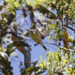 Gerygone olivacea at Michelago, NSW - 12 Jan 2019 10:54 AM