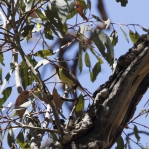 Gerygone olivacea at Michelago, NSW - 12 Jan 2019 10:54 AM