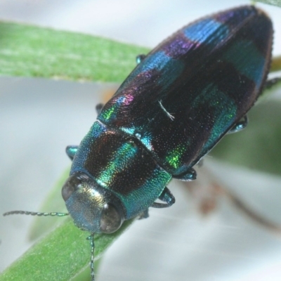 Melobasis sp. (genus) (Unidentified Melobasis jewel Beetle) at Nimmo, NSW - 1 Feb 2019 by Harrisi