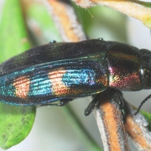 Melobasis sp. (genus) at Nimmo, NSW - 30 Jan 2019