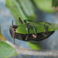 Melobasis sp. (genus) at Nimmo, NSW - 30 Jan 2019