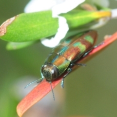 Melobasis sp. (genus) (Unidentified Melobasis jewel Beetle) at Nimmo, NSW - 6 Feb 2019 by Harrisi