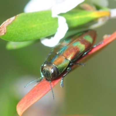 Melobasis sp. (genus) (Unidentified Melobasis jewel Beetle) at Nimmo, NSW - 7 Feb 2019 by Harrisi
