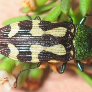 Castiarina flavopurpurea at Kosciuszko National Park, NSW - 7 Feb 2019