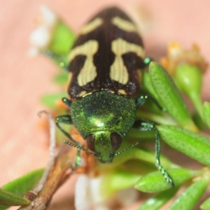 Castiarina flavopurpurea at Kosciuszko National Park, NSW - 7 Feb 2019