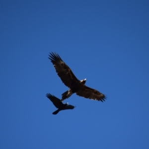 Aquila audax at Pialligo, ACT - 14 Sep 2018 09:44 AM