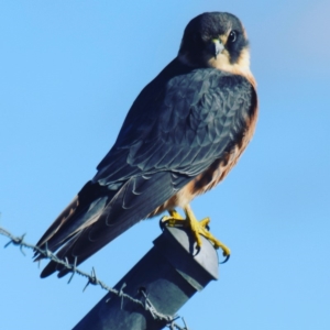 Falco longipennis at Majura, ACT - 20 Jul 2017