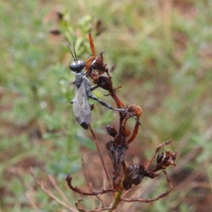 Isodontia sp. (genus) at Kambah, ACT - 8 Feb 2019 05:44 PM