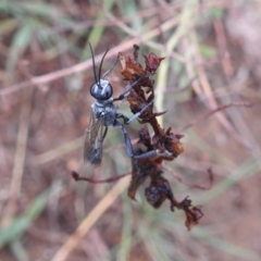 Isodontia sp. (genus) at Kambah, ACT - 8 Feb 2019 05:44 PM