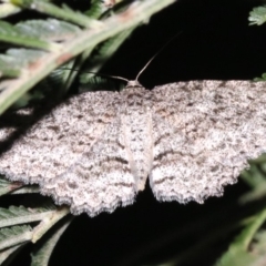 Ectropis fractaria (Ringed Bark Moth) at Ainslie, ACT - 8 Feb 2019 by jbromilow50