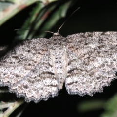 Ectropis fractaria at Ainslie, ACT - 8 Feb 2019 09:36 PM